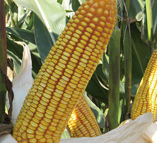 ����18-���׷N��-���r�N�I