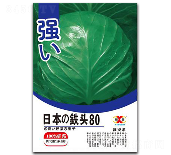 日本鐵頭80-甘藍種子-邢研種業