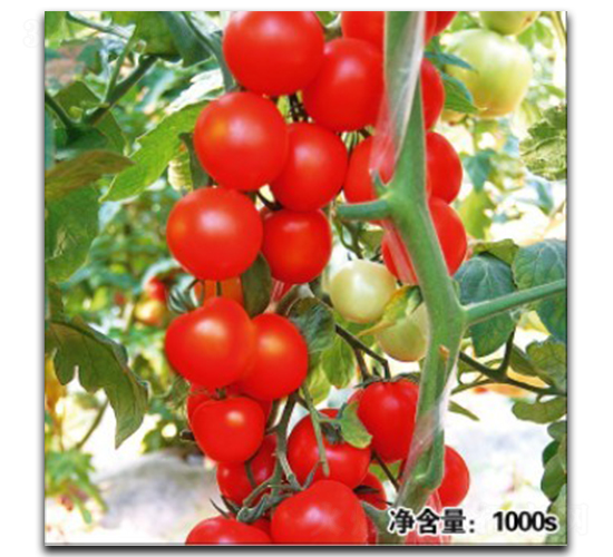 �Z��11048-���ѷN��-�մ��r�I