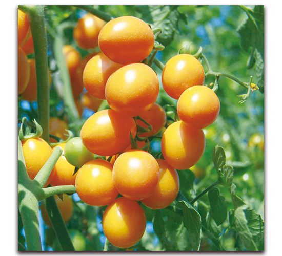 �S�С���ѣ�571��-���ѷN��-�����r