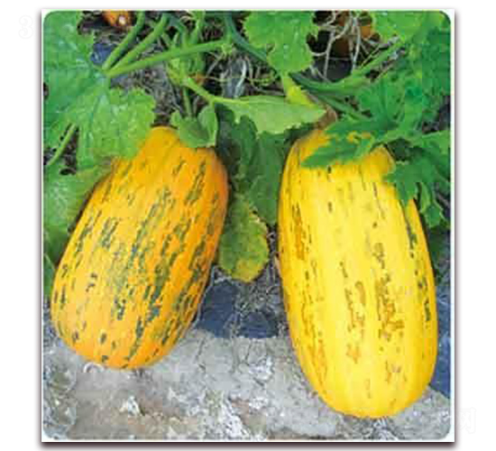 �S��599F1-���������J�N��-���i�N�I