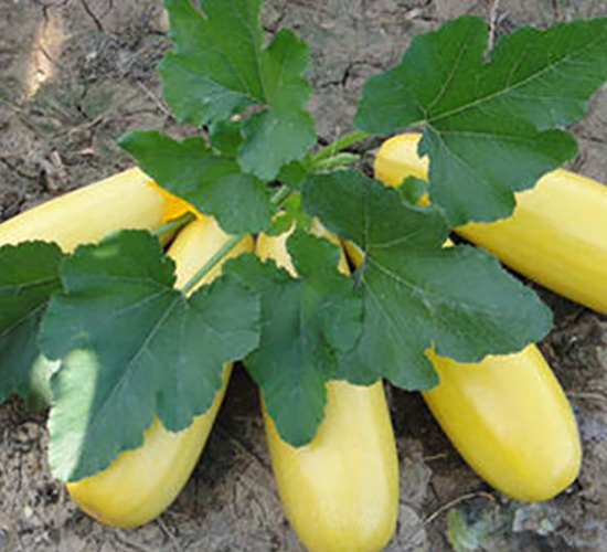 ���16̖-�����J�N��-����r�I