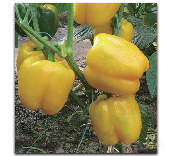 ���o(j��)�_(d��)-�����N��-�����o(j��)�N��