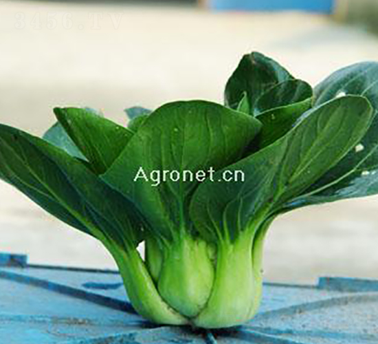 ���x�K����-��˷N��-�d�G�N��