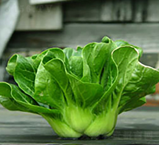 �ذ����-��˷N��-�d�G�N��