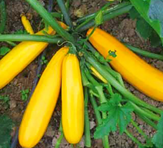 SA04-�����J�N��-�G�x�N�I