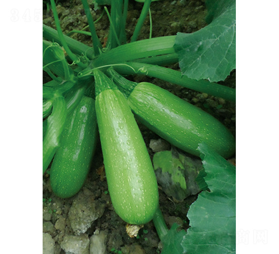 ����5̖-�����J�N��-�֠��r�I(y��)