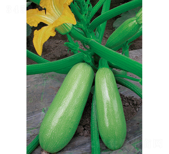 ����-�����J�N��-�֠��r�I