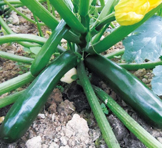 �֠�ī�G-�����J�N��-�֠��r(n��ng)�I(y��)