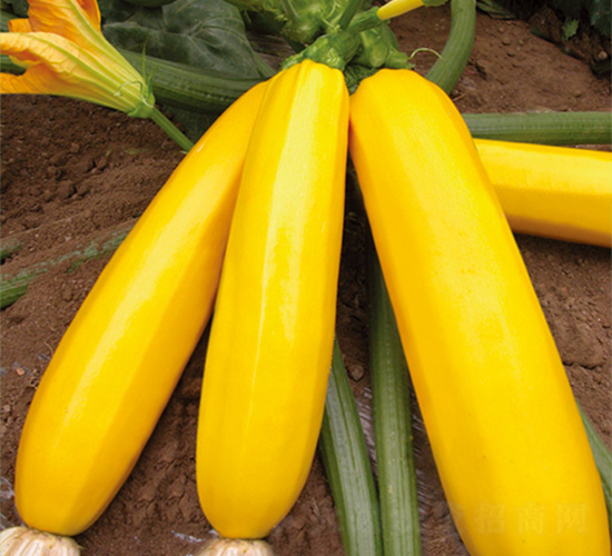 �֠����S-�����J�N��-�֠��r�I