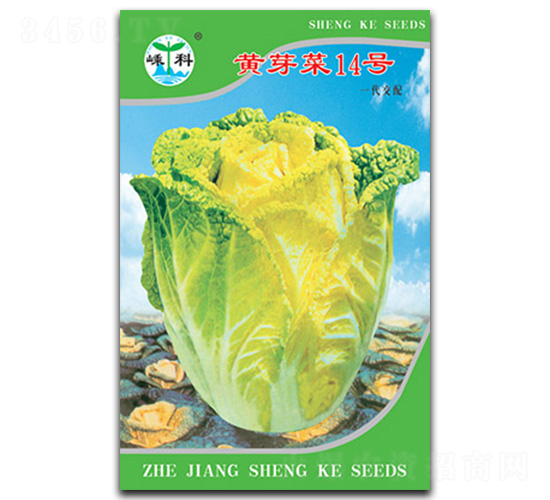 黃芽菜14號-芽菜種子-嵊科種業