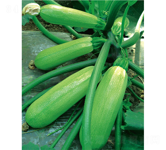 ��������-�����J�N��-����