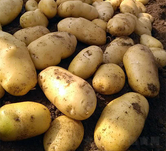 ϣɭ3̖(h��o)-�����N��-ϣɭ