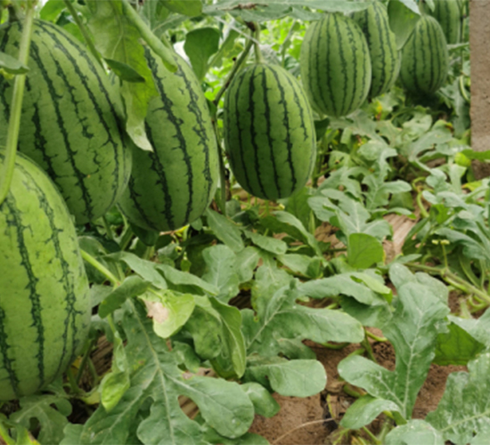 ��Ȫ2k-���ϷN��-����N�I