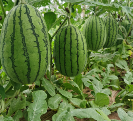 薩麗特-西瓜種子-恒瑞種業