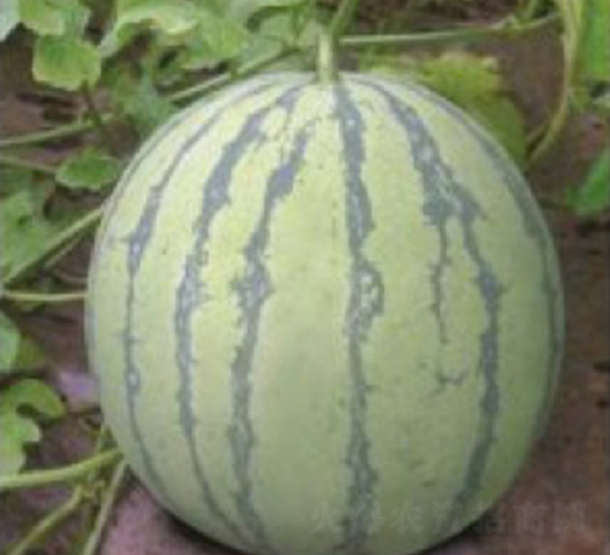 早佳8424-西瓜種子-臺州農資