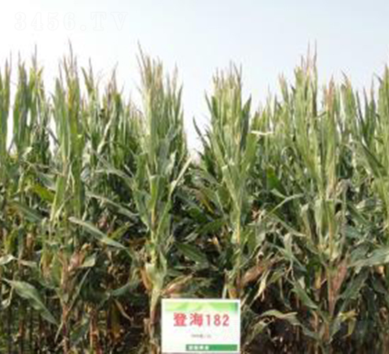 �Ǻ�182-���׷N��-�Ǻ��N�I