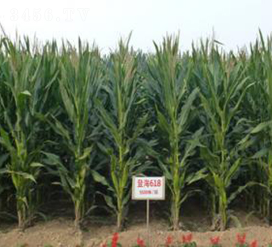 �Ǻ�618-���׷N��-�Ǻ��N�I(y��)