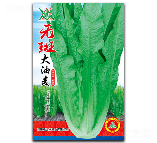 無斑大油麥-油麥菜種子-全興種業(yè)