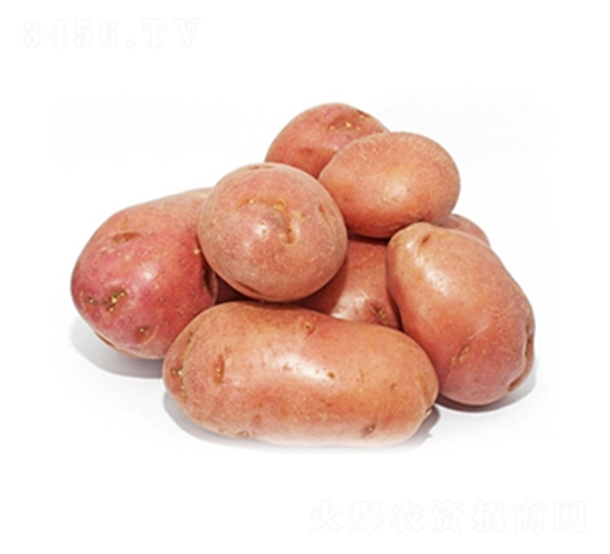 民豐紅-土豆種子-民豐種業