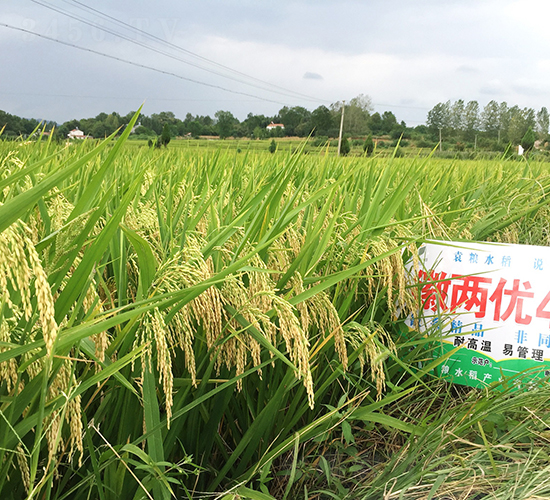 �ՃɃ�473-ˮ���N��-Ԭ�Z