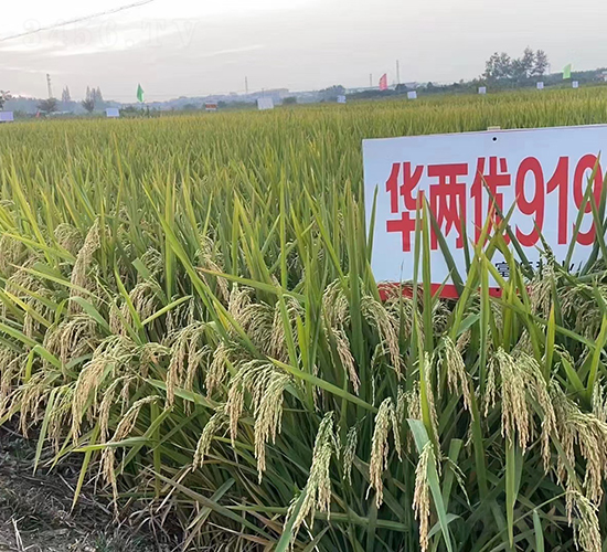 �A�Ƀ�919-ˮ���N��-Ԭ�Z