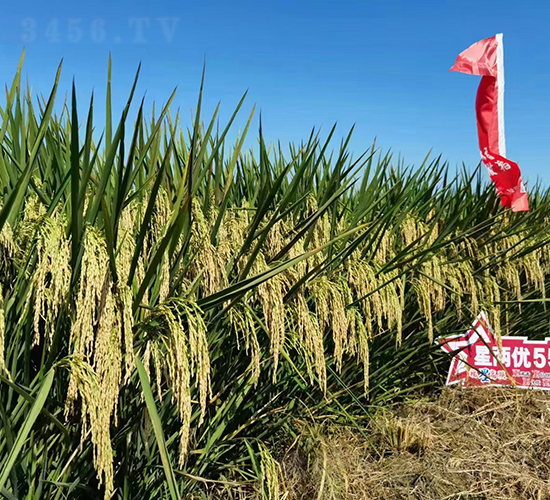 �ǃɃ�551-ˮ���N��-Ԭ�Z