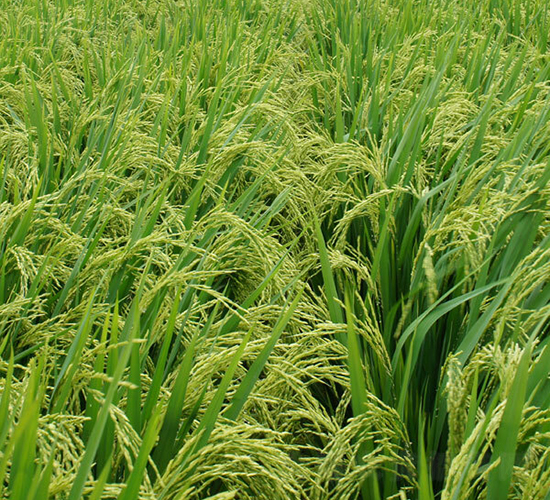 Y�Ƀ�6̖-ˮ���N��-ϣ���N�I