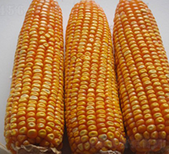 ����9̖-���׷N��-���S�N�I