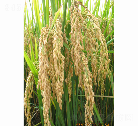 �პ34-ˮ���N��-���S�N�I