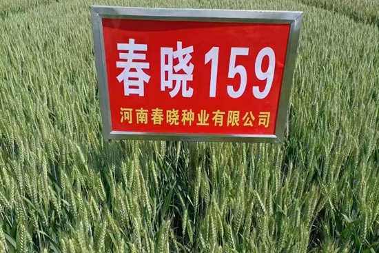 春曉159-小麥種子-春曉種業