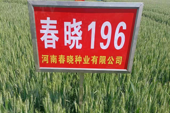 ����196-С���N��-���ԷN�I(y��)