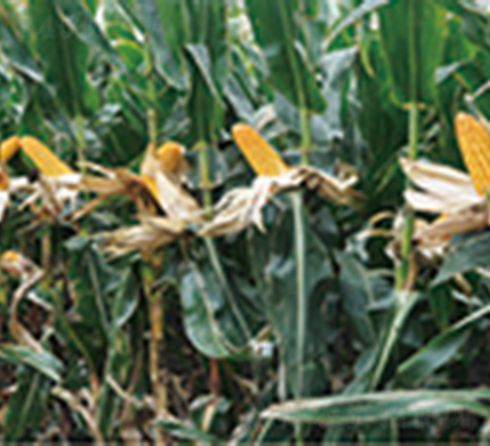 �|��188-���׷N��-�����N�I