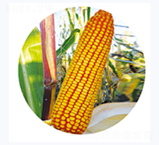 �t��369-���׷N��-�����N�I