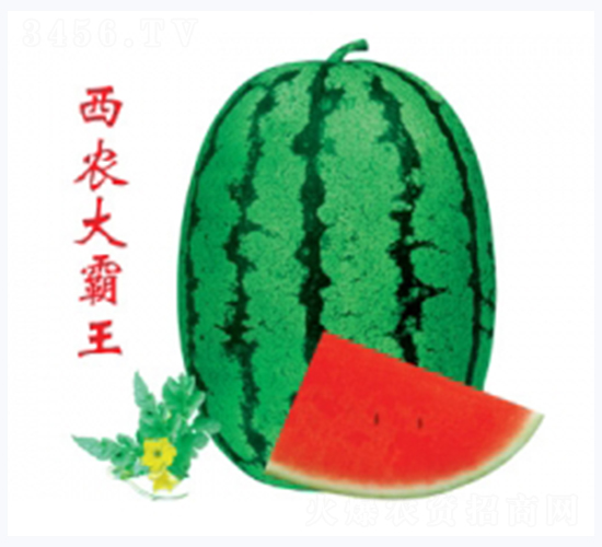 ���r�����-���ϷN��-�ؼt�N�I