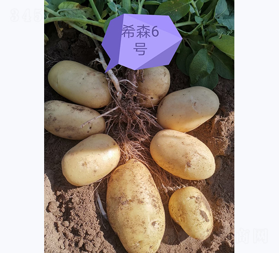 ϣɭ��̖-�R����N��-����N�I