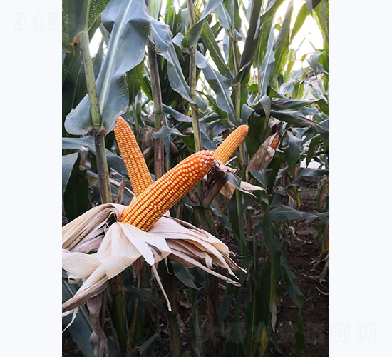 ����9̖(h��o)-���׷N��-���S�N�I(y��)