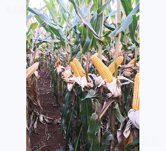 ����8̖-���׷N��-���S�N�I