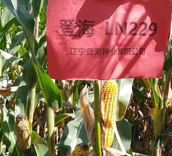 登海229-玉米種子-登海種業