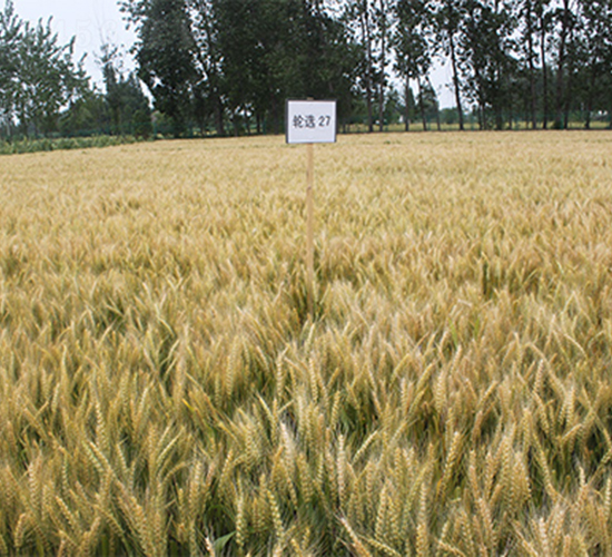 輪選27-小麥種子-潤揚種業