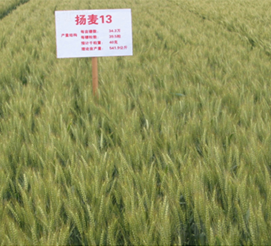 �P��13-С���N��-���P�N�I