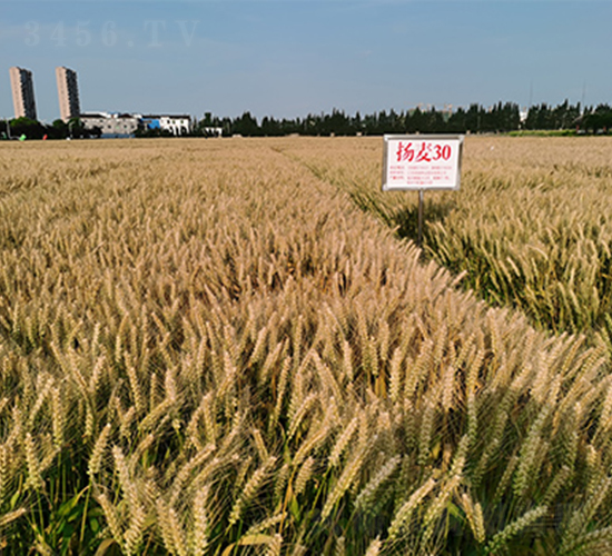 �P��30-С���N��-���P�N�I