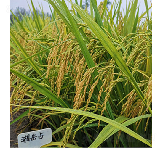 ����ռ-ˮ���N��-���P�N�I