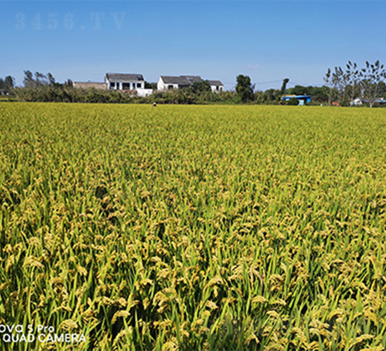 �L�r��1̖-ˮ���N��-���P�N�I