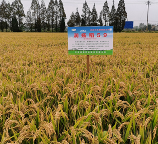 ���P��59-ˮ���N��-���P�N�I