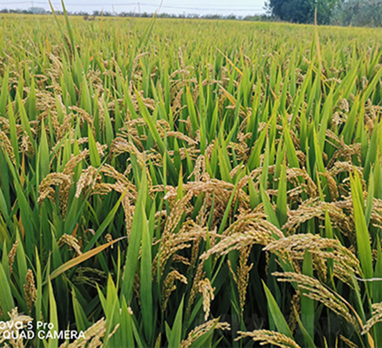 ���P��(y��u)�㾬-ˮ���N��-���P�N�I(y��)