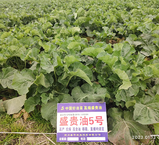 ʢ�F��5̖-�Ͳ˷N��-ʢƽ�r�I