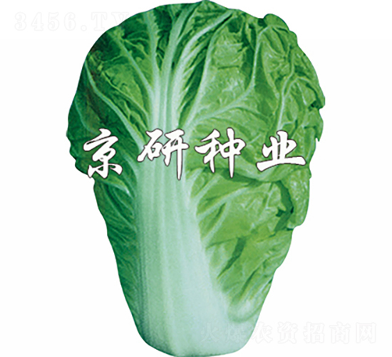 京夏1號-白菜種子-京研種業