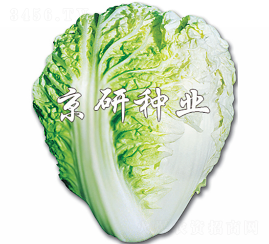 ������-�ײ˷N��-���зN�I