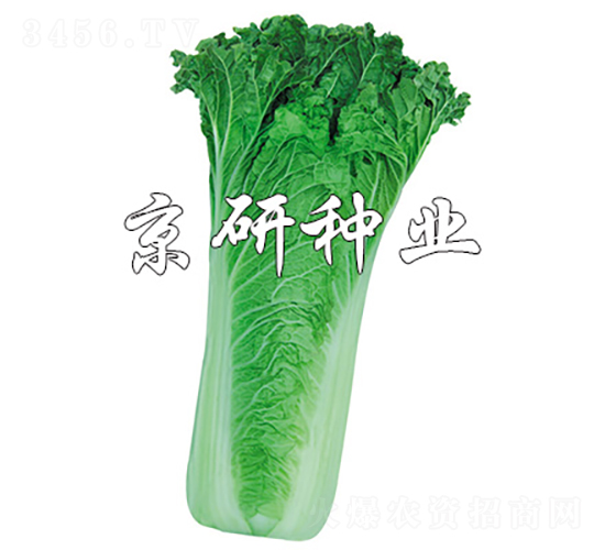 京翠14-20-白菜種子-京研種業